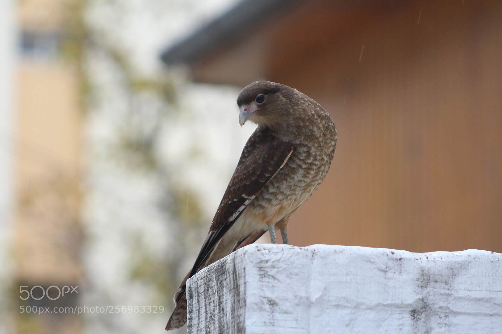 Canon EF 75-300mm f/4-5.6 sample photo. Chimango photography