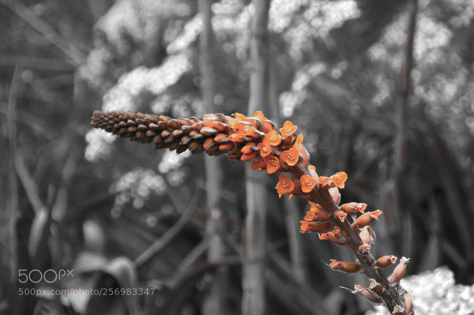 Canon EOS 70D sample photo. Fbdo photography