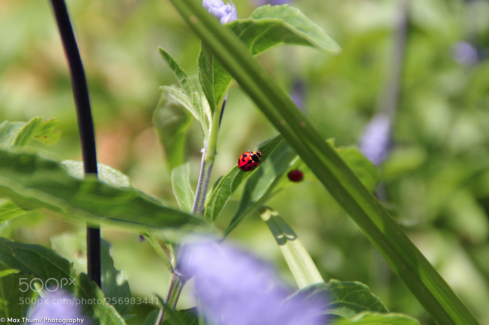 Canon EOS 70D sample photo. Eebefeco photography