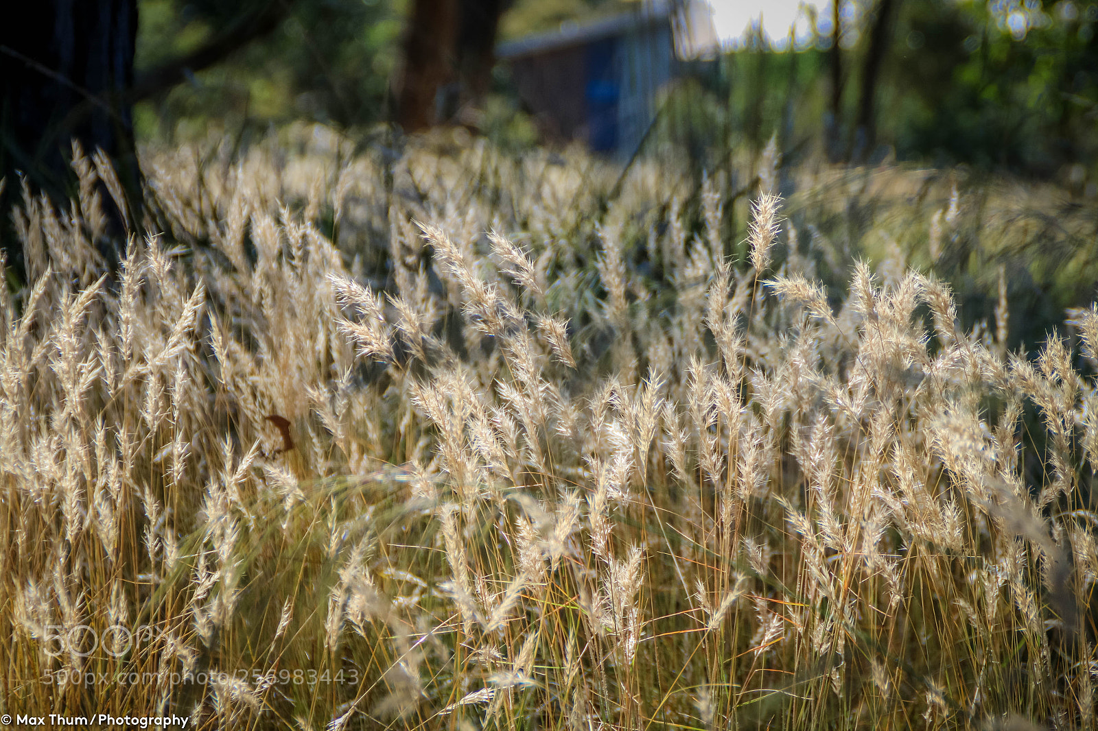 Canon EOS 70D sample photo. Bbeddfe o photography