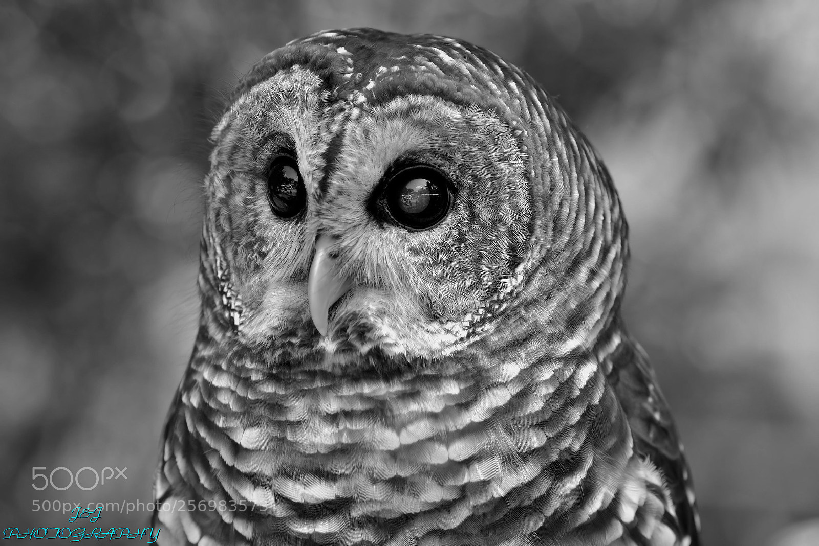 Nikon D7100 sample photo. Owl photography