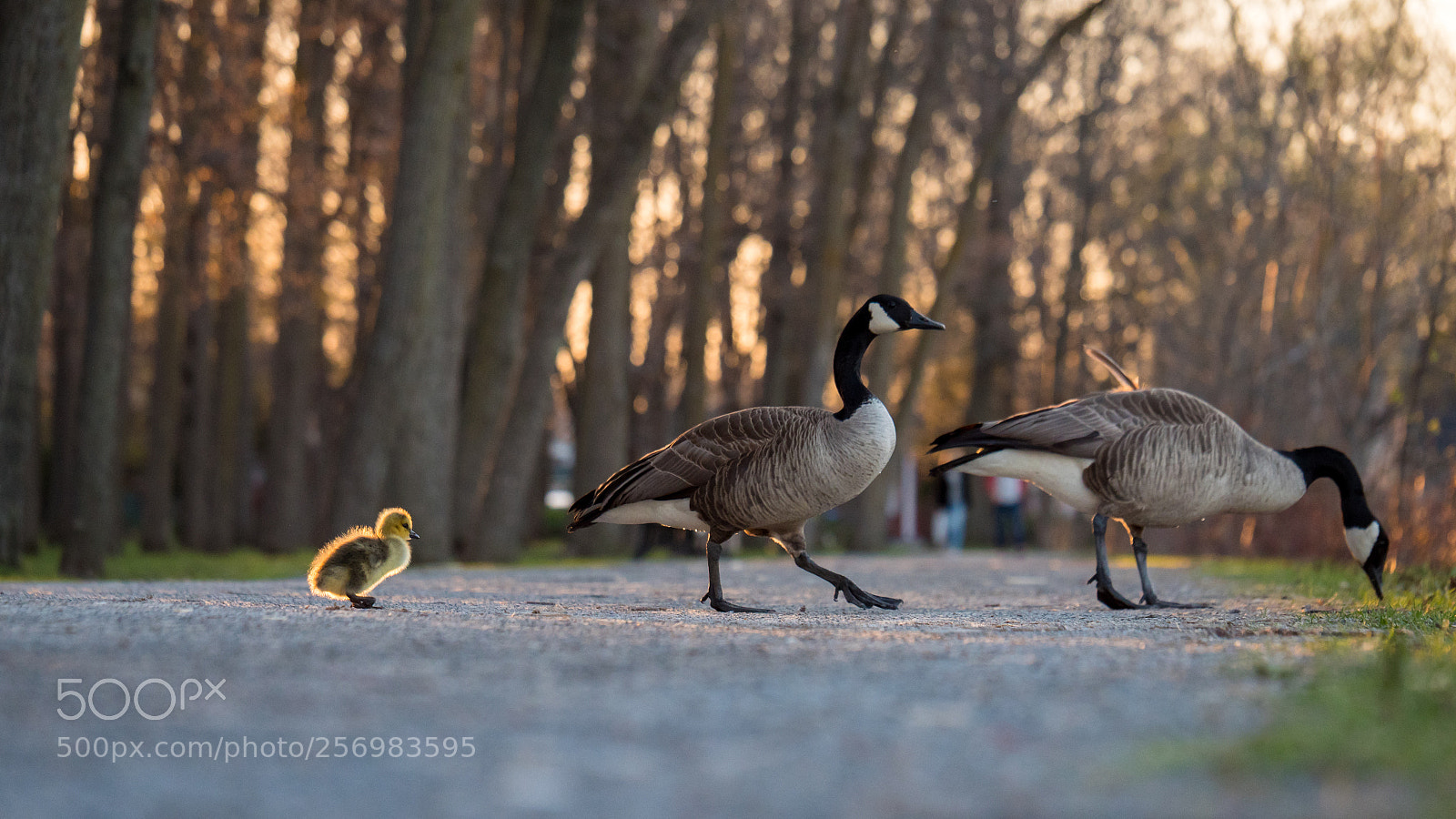 Panasonic Lumix DC-G9 sample photo. Follow the leader photography
