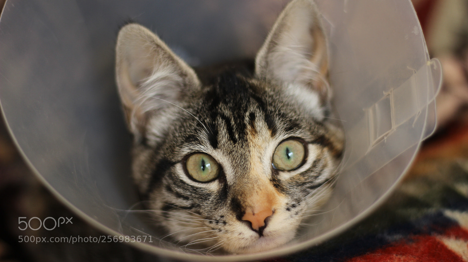 Canon EOS 600D (Rebel EOS T3i / EOS Kiss X5) + Canon EF 50mm F1.8 STM sample photo. Nina photography