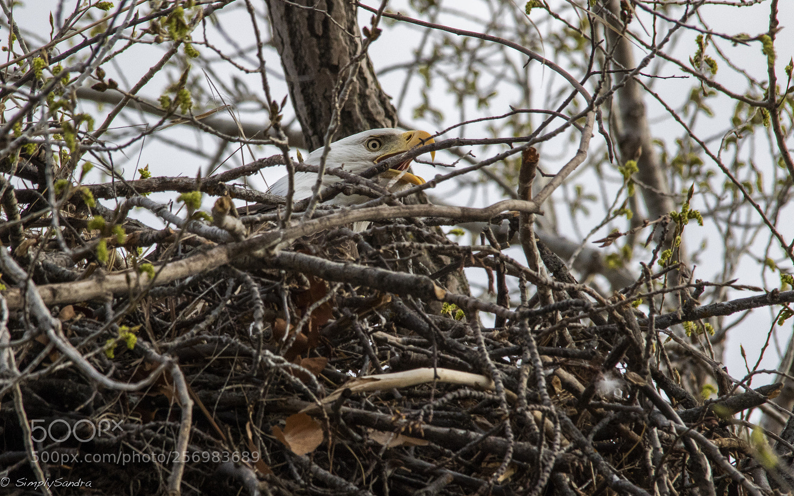 Canon EOS 7D Mark II sample photo. Protecting the nest photography