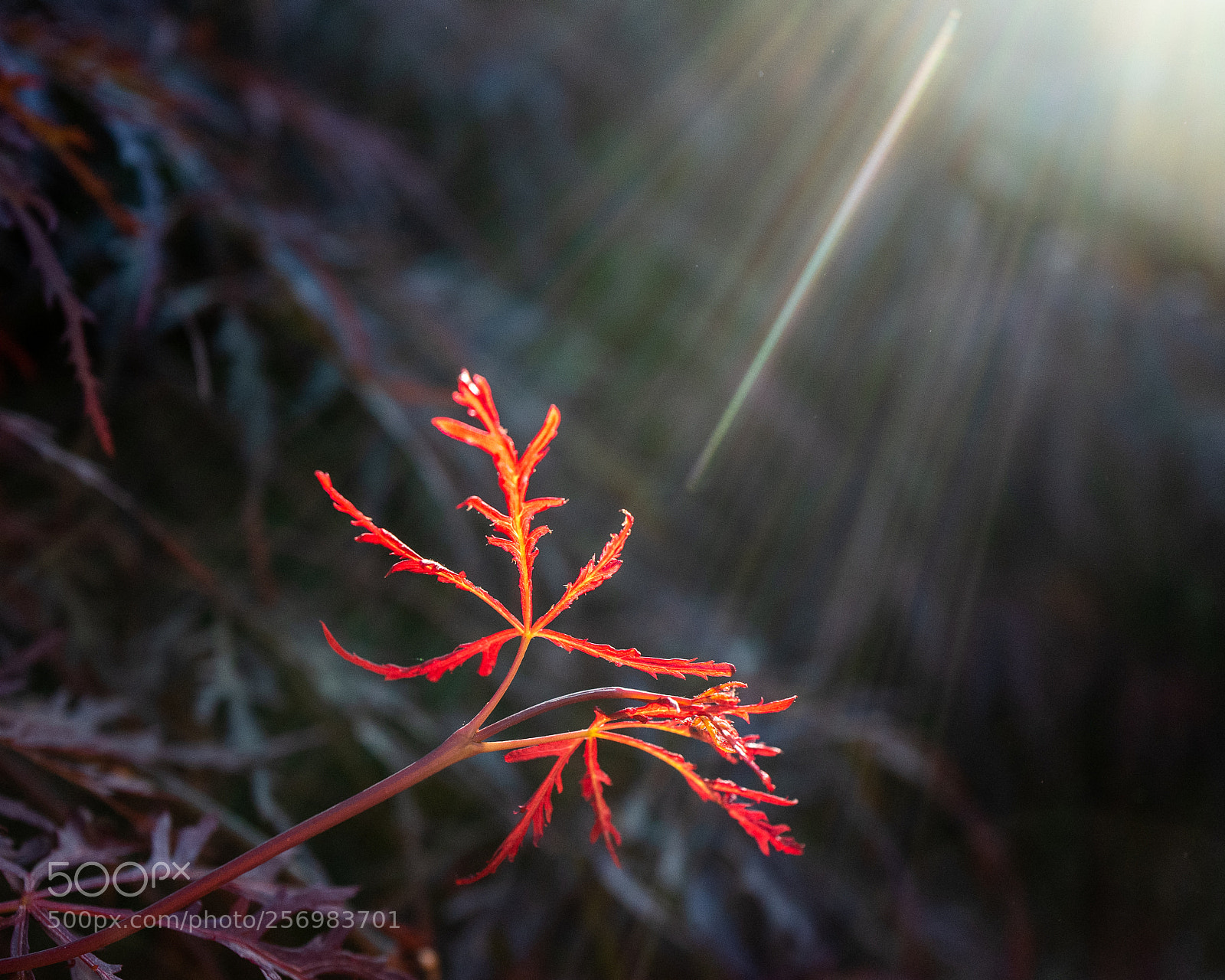 Leica Q (Typ 116) sample photo. Shine on photography