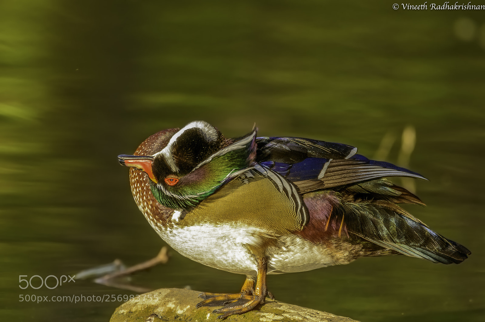 Nikon D7100 sample photo. Male wood duck preening photography