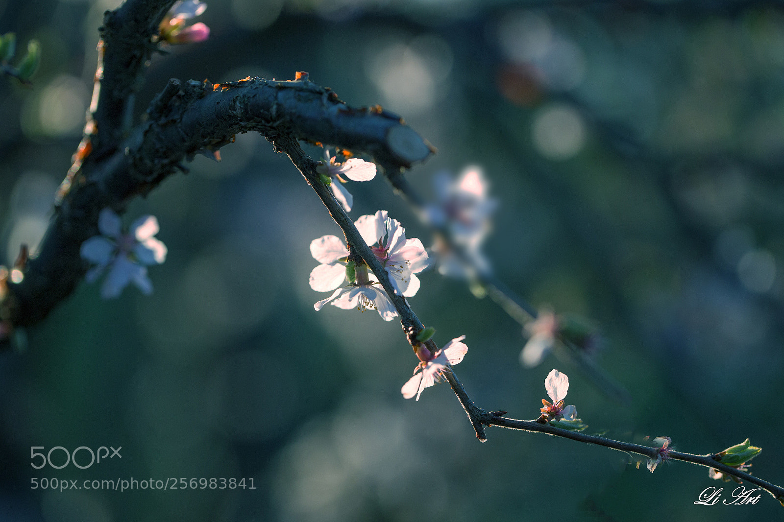 Canon EOS 6D sample photo. Spring dream photography