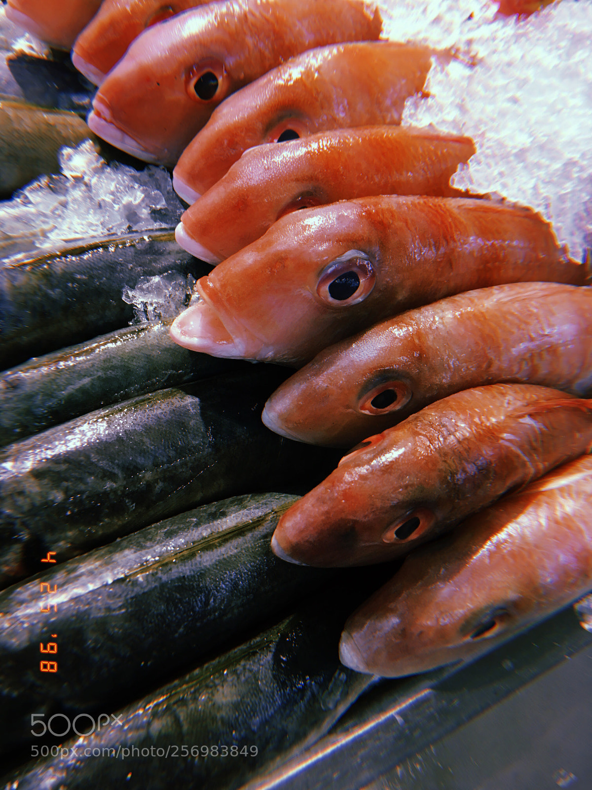 Apple iPhone SE sample photo. 25/04/18 photography