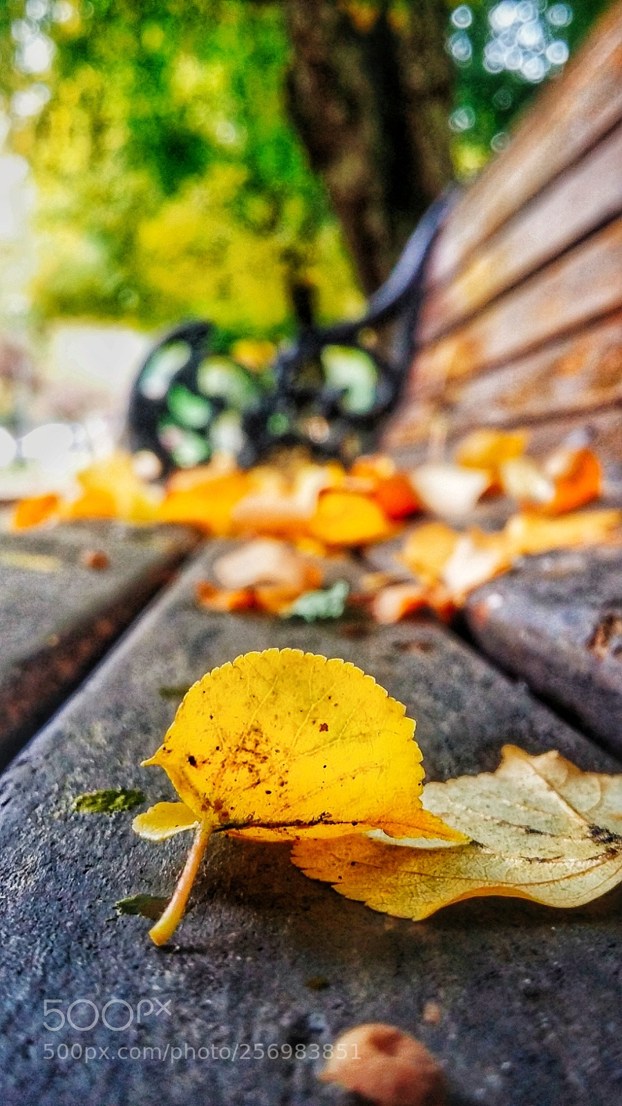 Samsung Galaxy Grand Prime sample photo. Sweet autumn photography