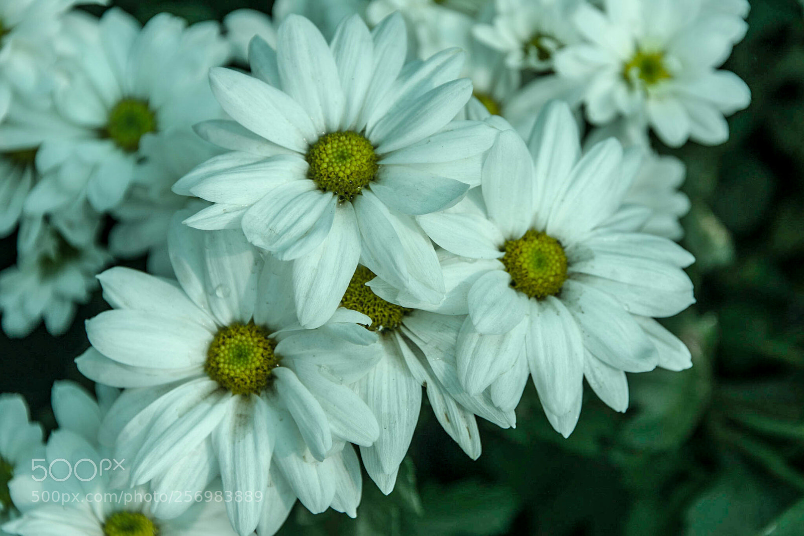 Nikon D750 sample photo. Flower.... photography