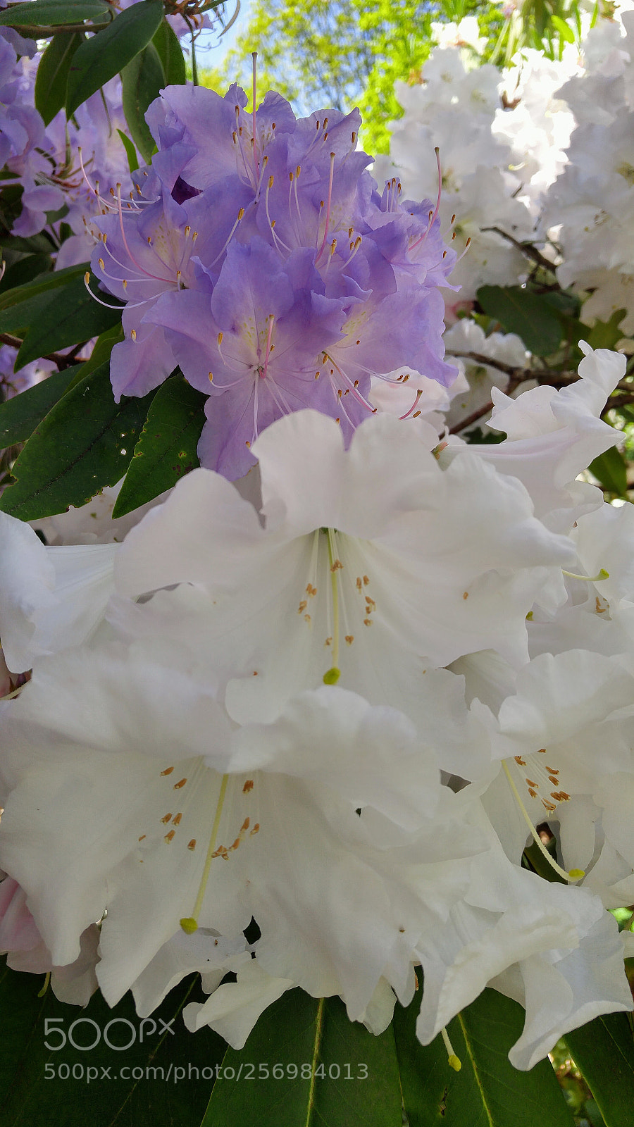 LG G4 sample photo. Many varieties photography