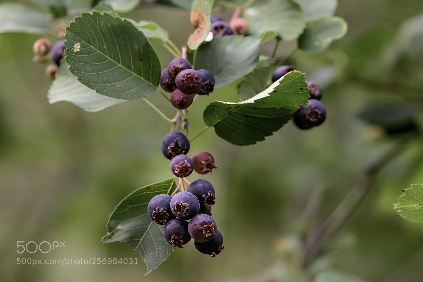 Nikon D750 sample photo. Wild saskatoons photography