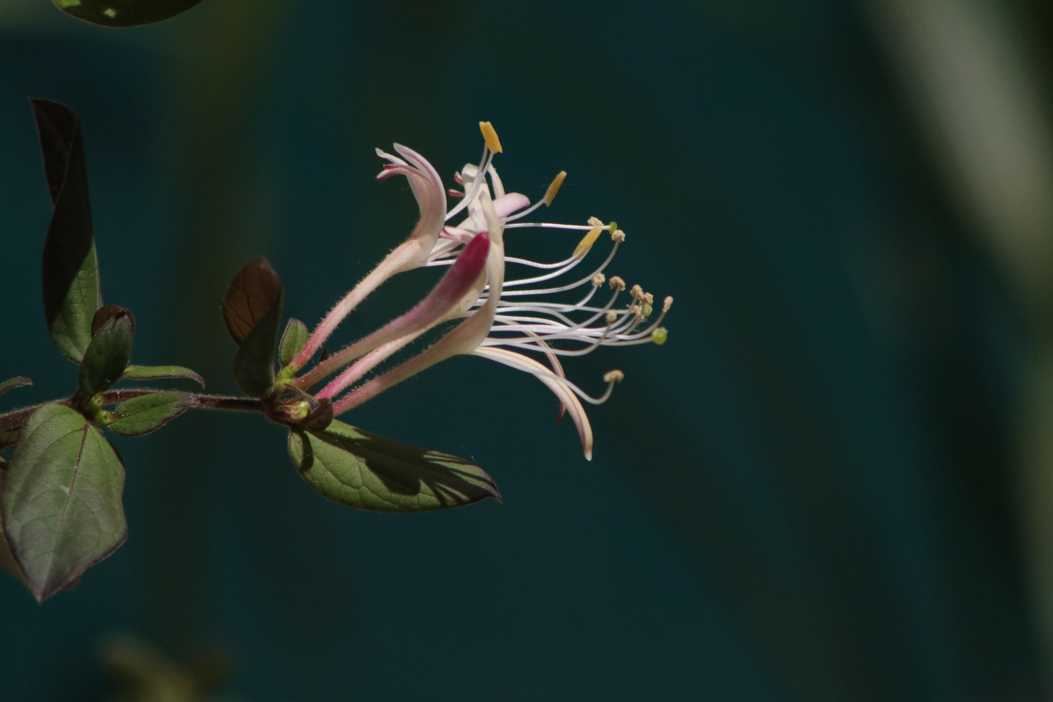 Canon EF 75-300mm f/4-5.6 sample photo