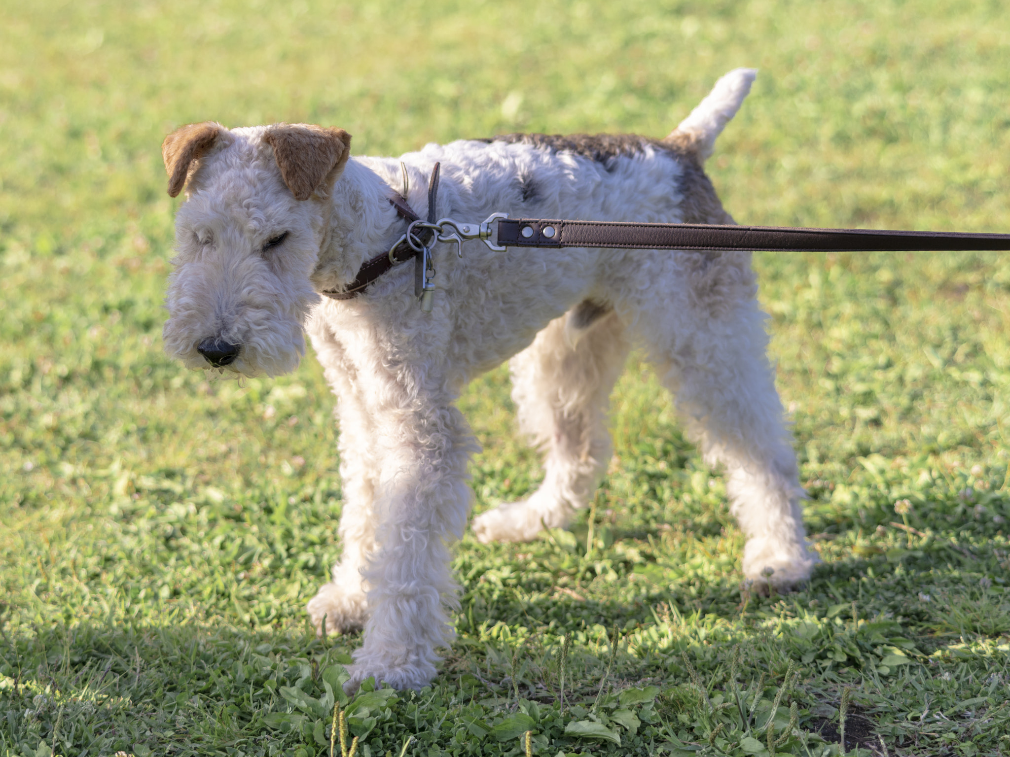 Pentax 645Z sample photo. Friends of my dog 2 photography