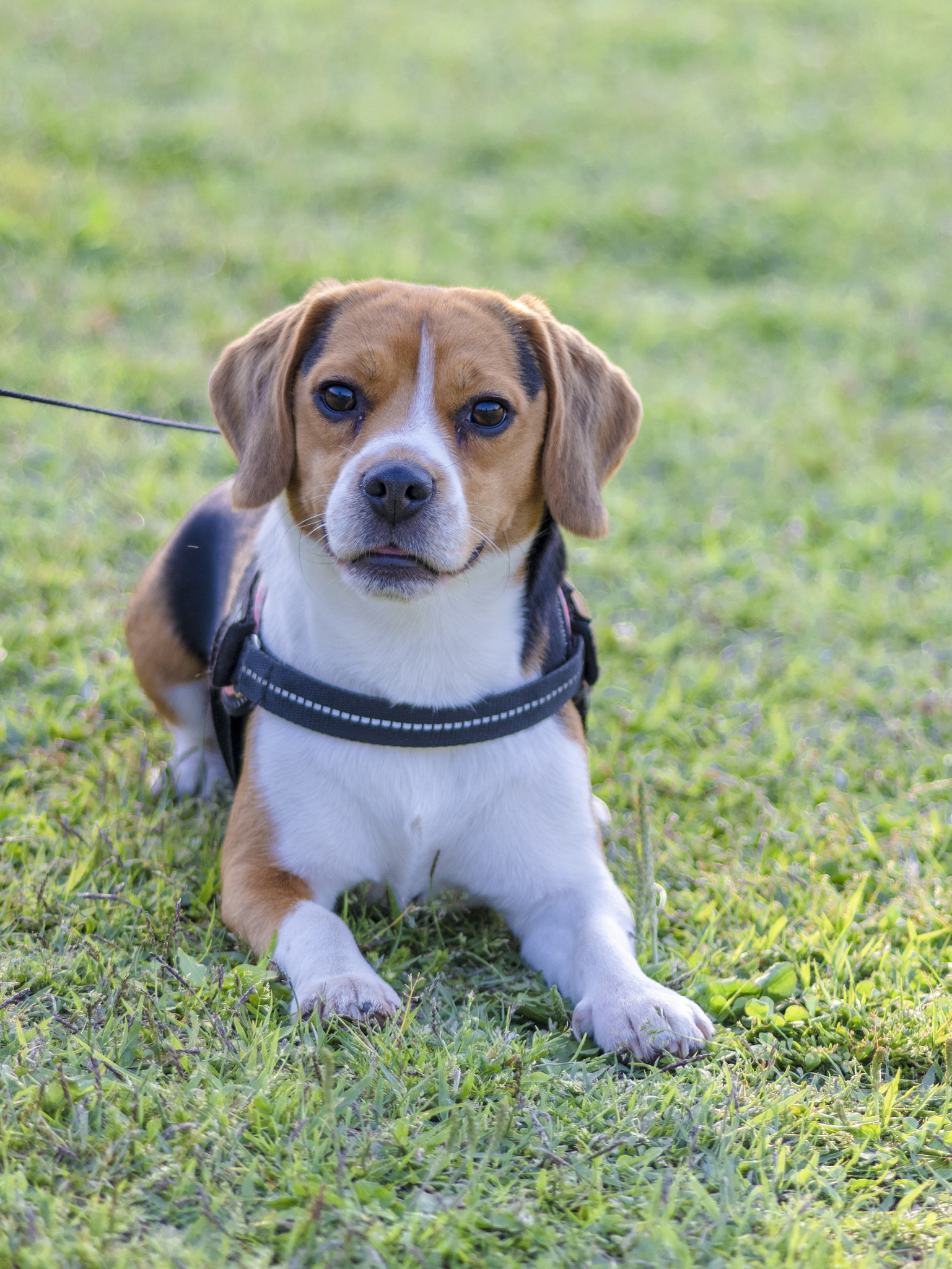 Pentax 645Z sample photo. Friends of my dog 3 photography