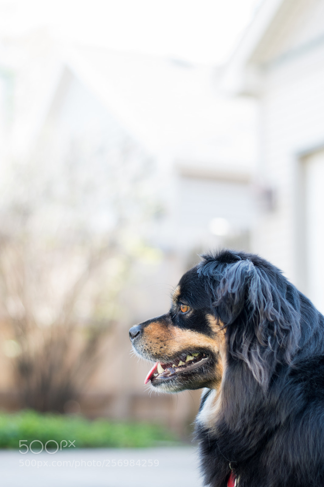 Nikon D5600 sample photo. Dbk photography
