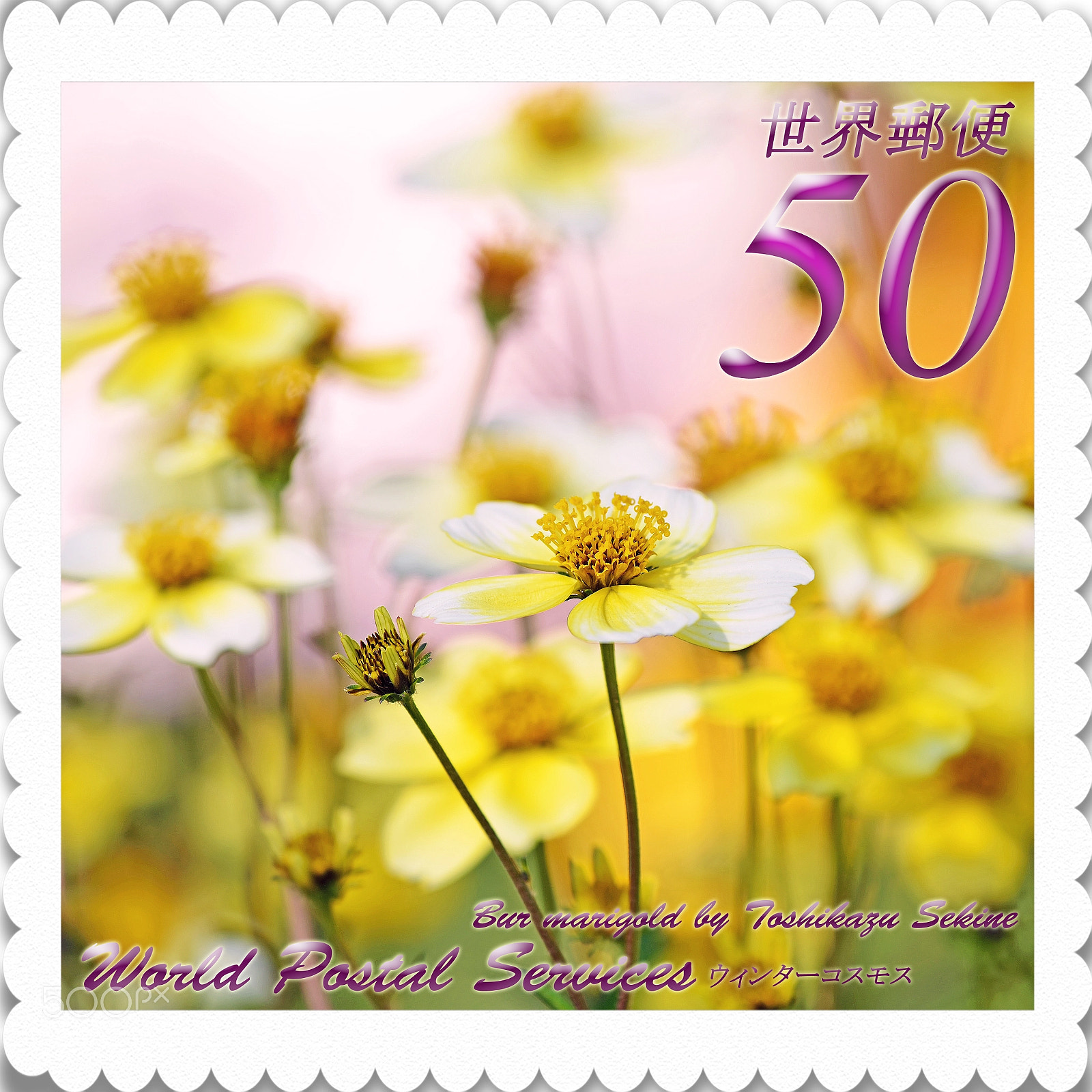 Nikon D800 sample photo. Bur marigold photography