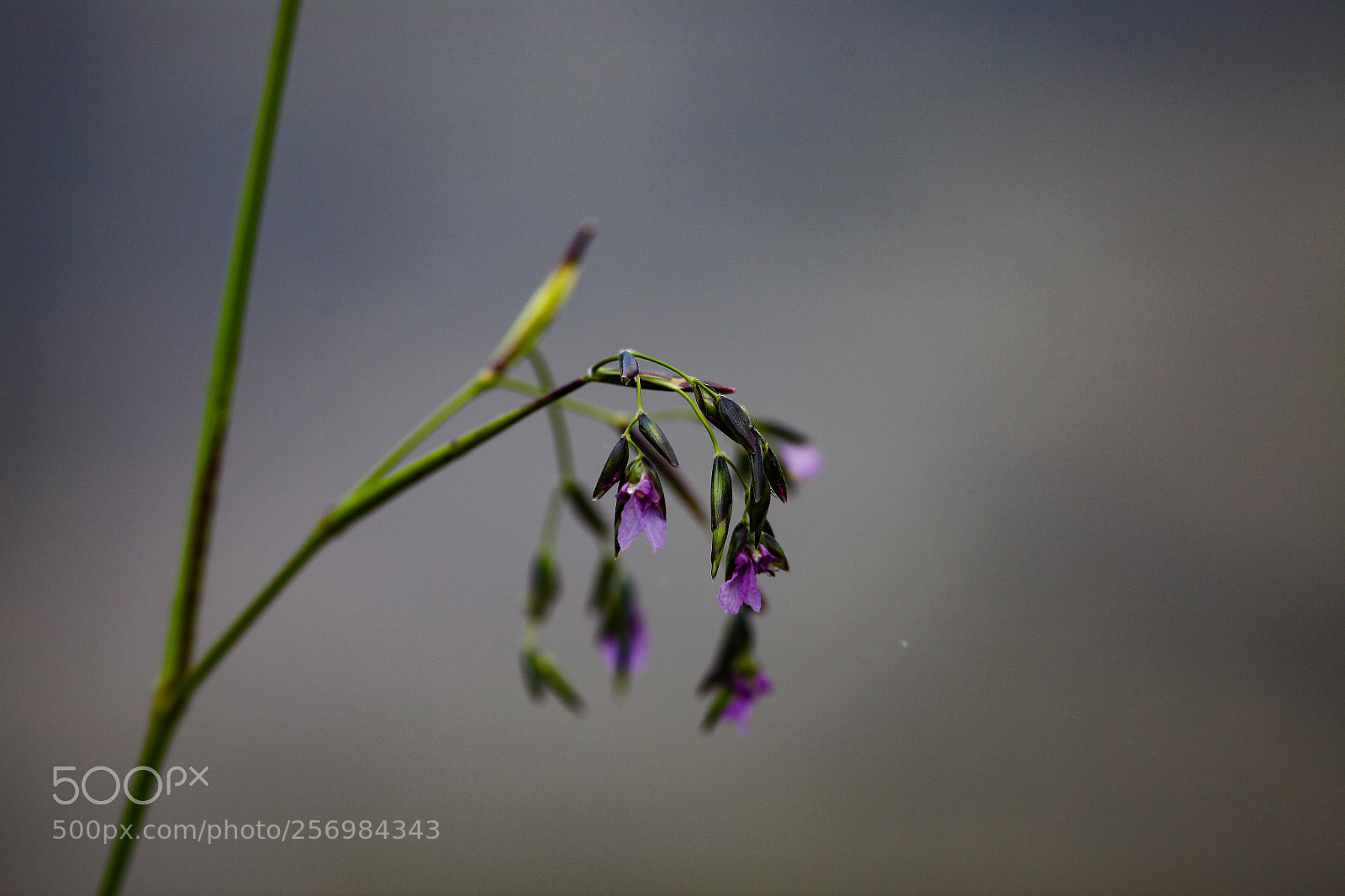 Canon EOS 5D Mark II sample photo. Purp photography