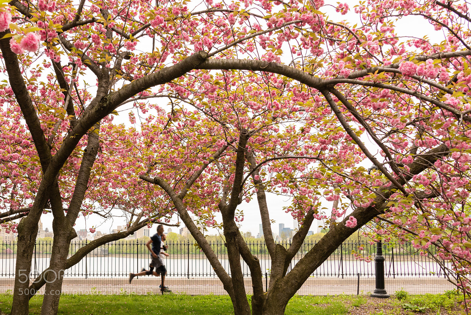 Nikon D750 sample photo. Cherry runner photography
