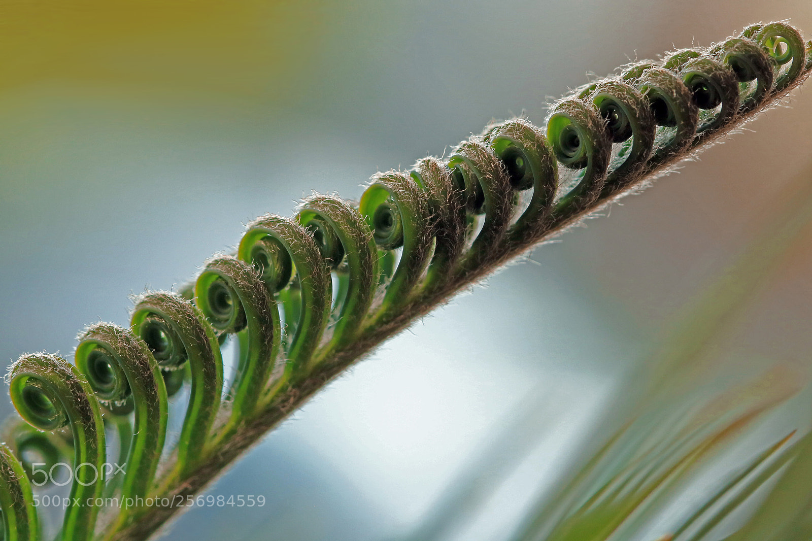 Canon EOS 760D (EOS Rebel T6s / EOS 8000D) sample photo. Unfurling photography