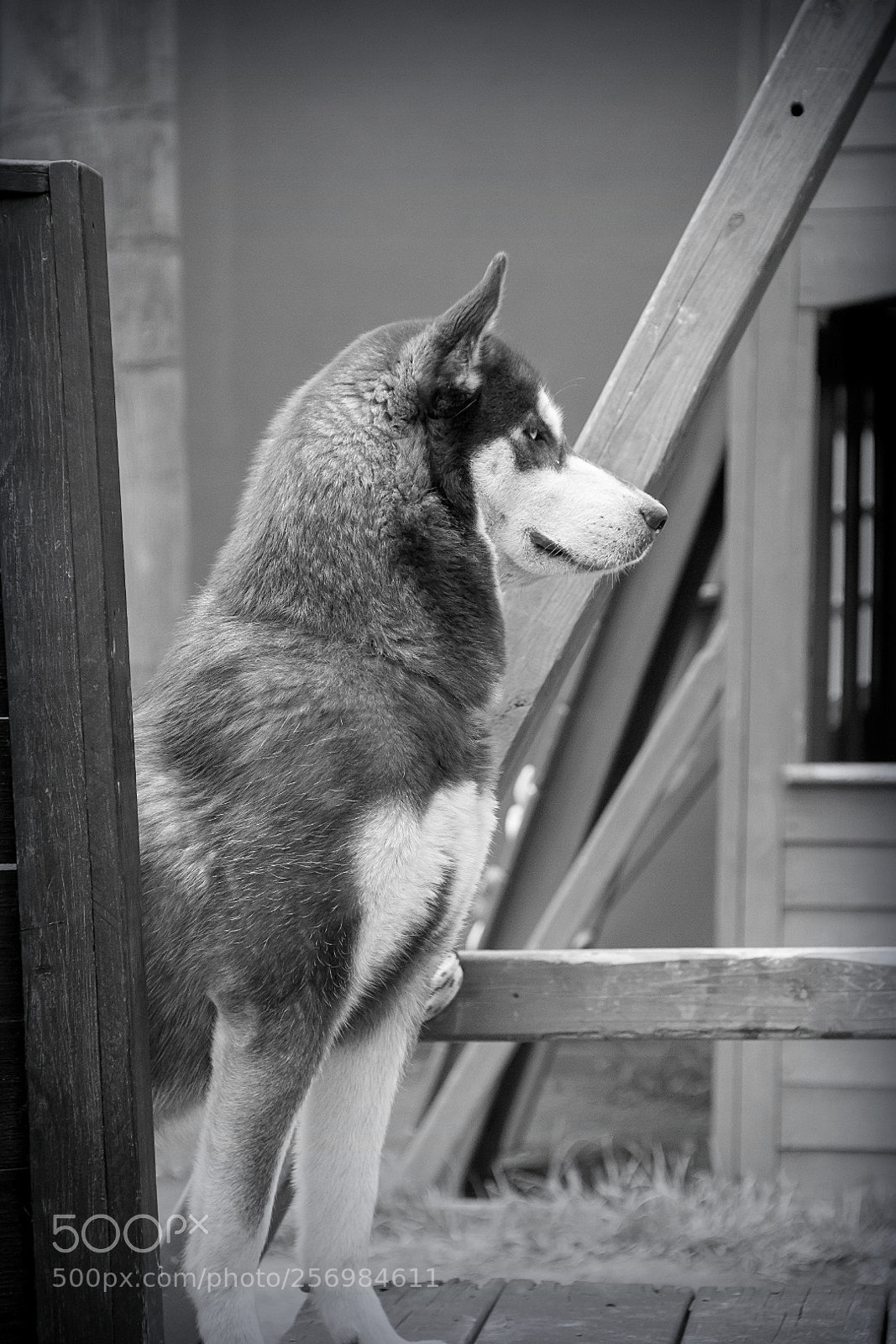 Canon EOS 60D sample photo. Kimba photography