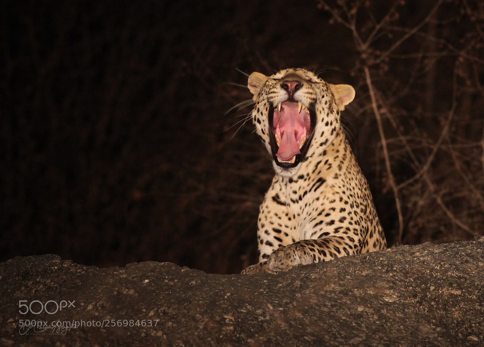 Canon EOS 5D Mark II sample photo. Leopard photography