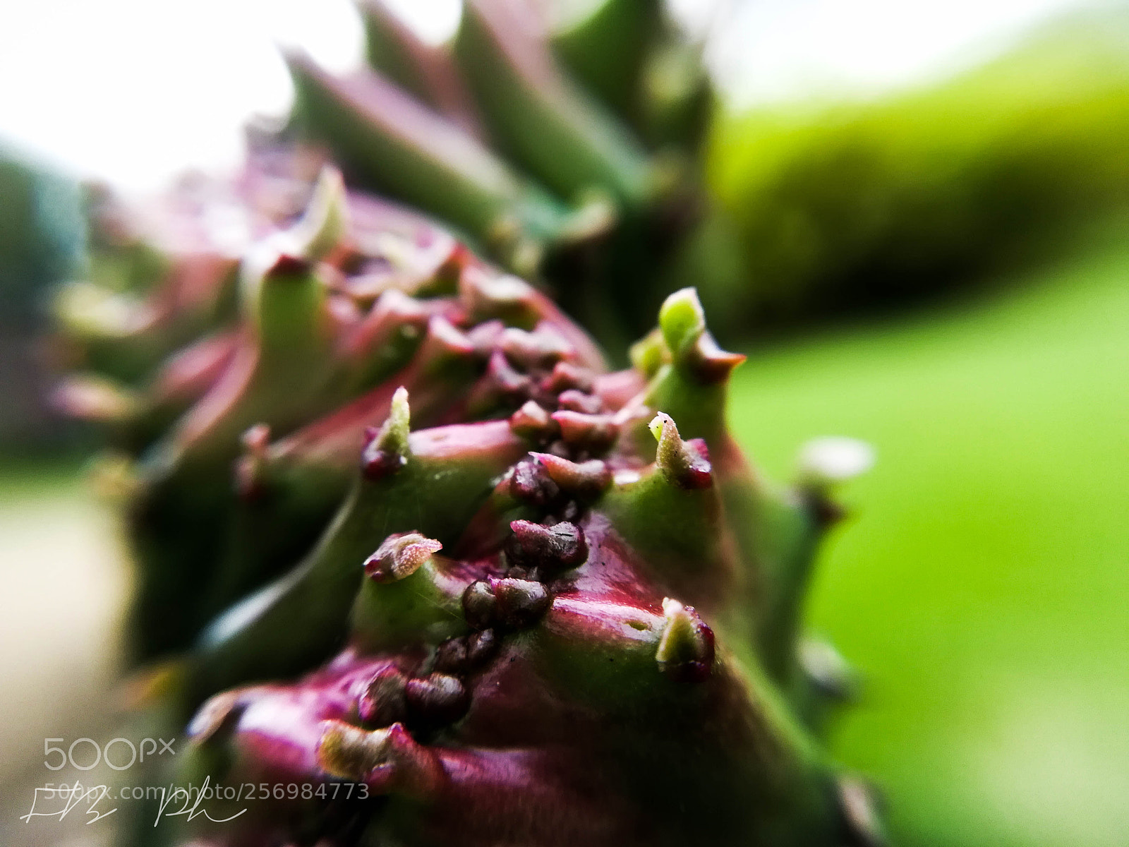 HUAWEI P10 lite sample photo. Thorny photography
