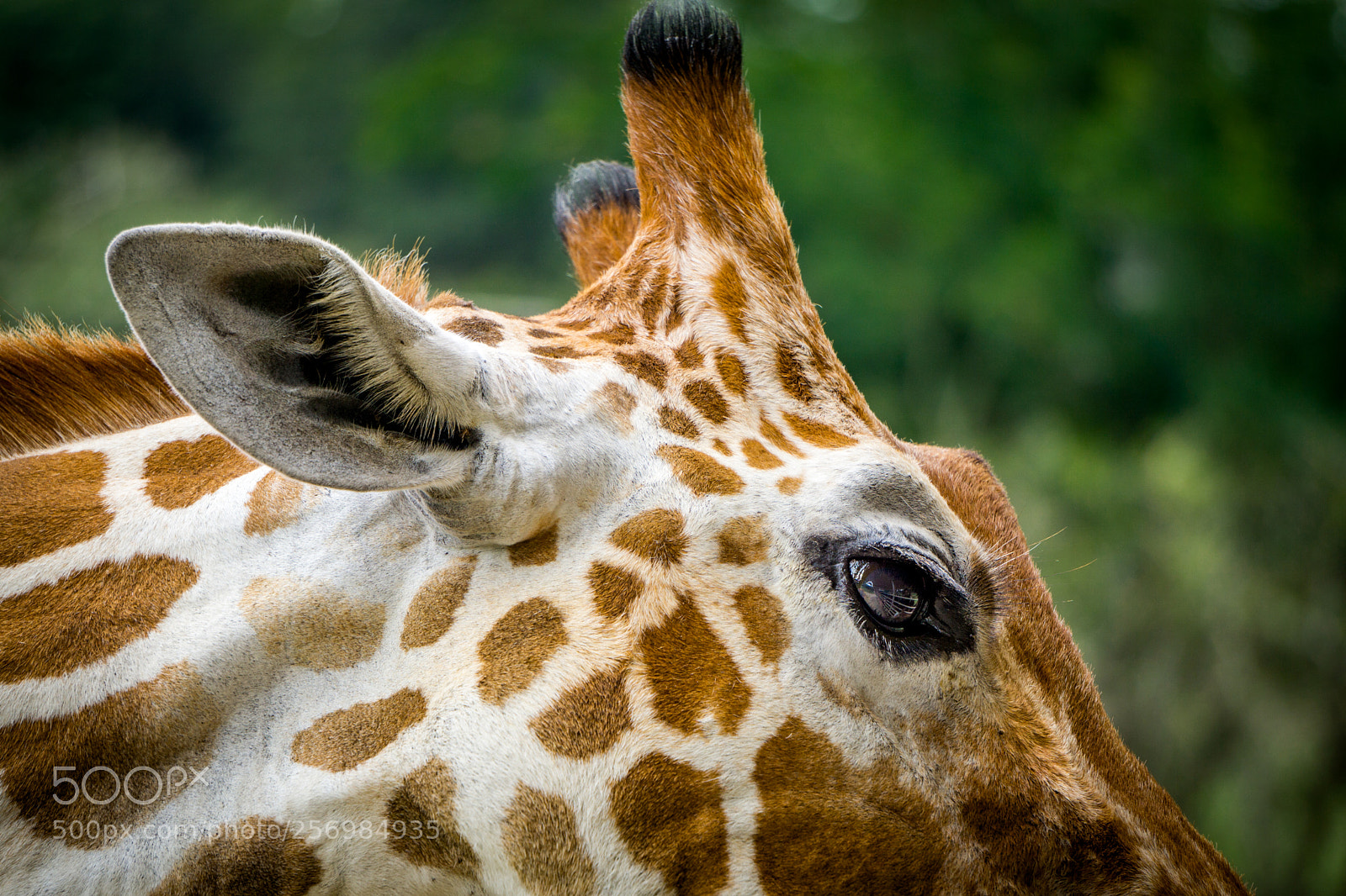Sony a6000 sample photo. Safari patterns - guess photography