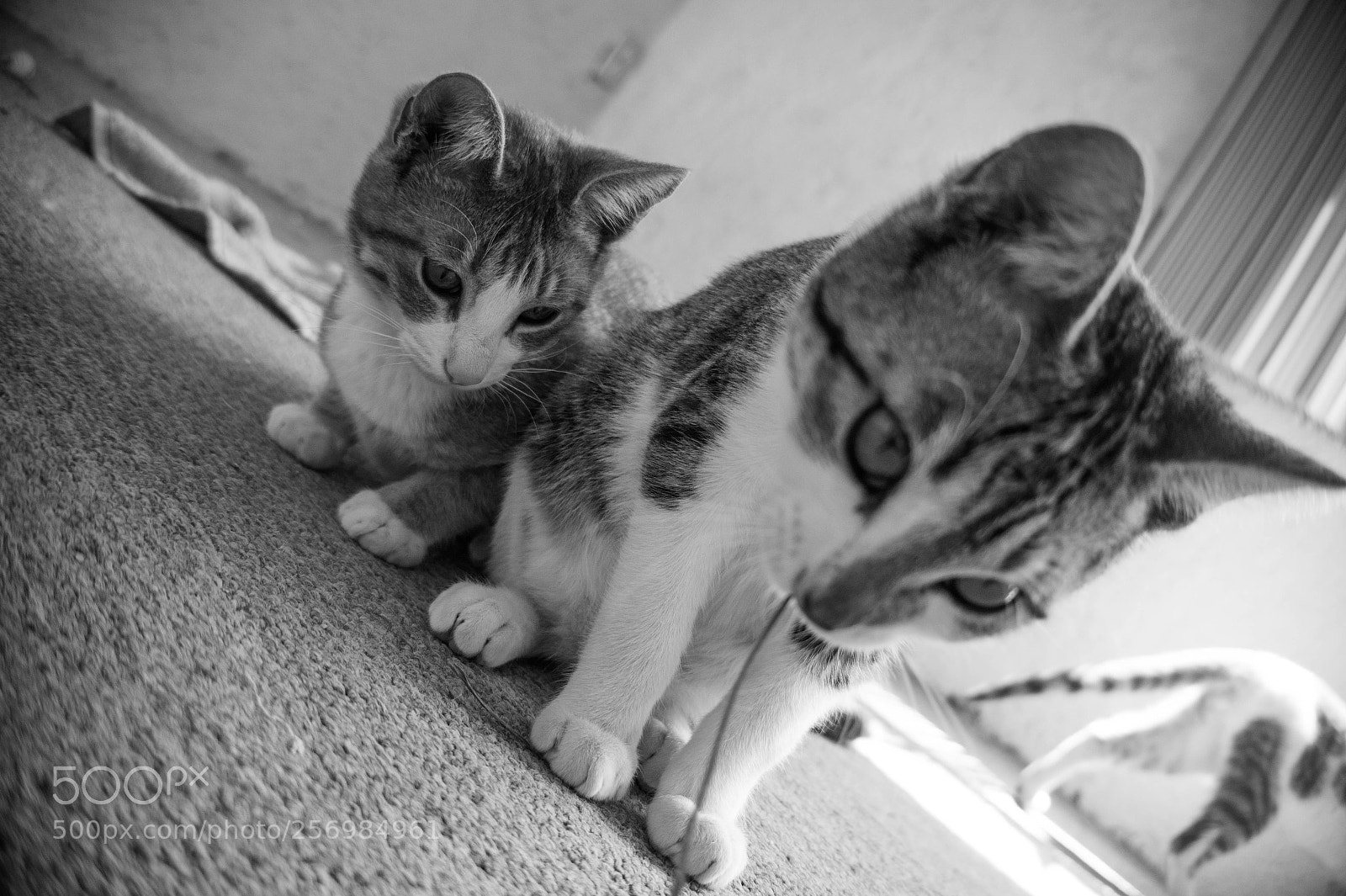 Sony Alpha a3500 sample photo. Atomica photography