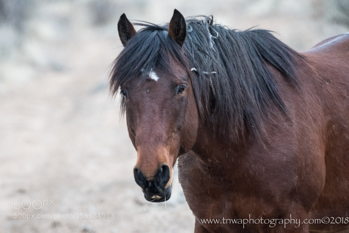 Nikon D500 sample photo. A closer look photography