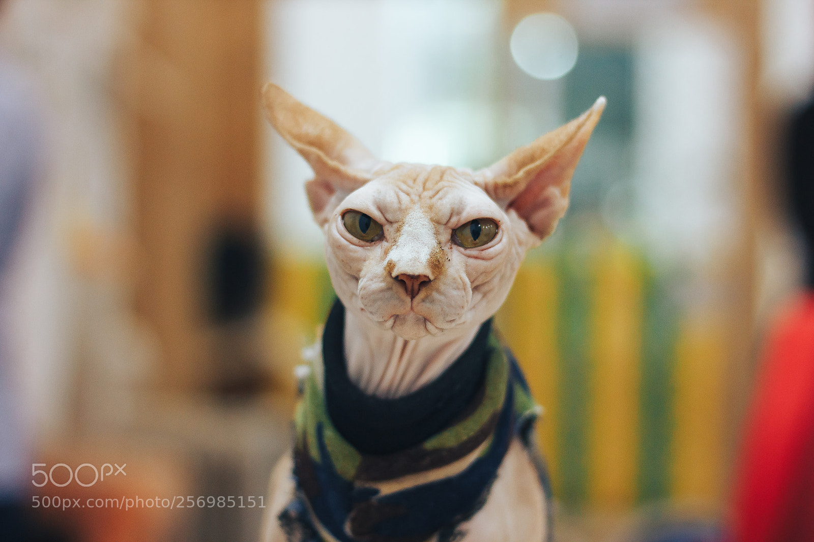 Canon EOS 60D sample photo. Сфинкс! photography