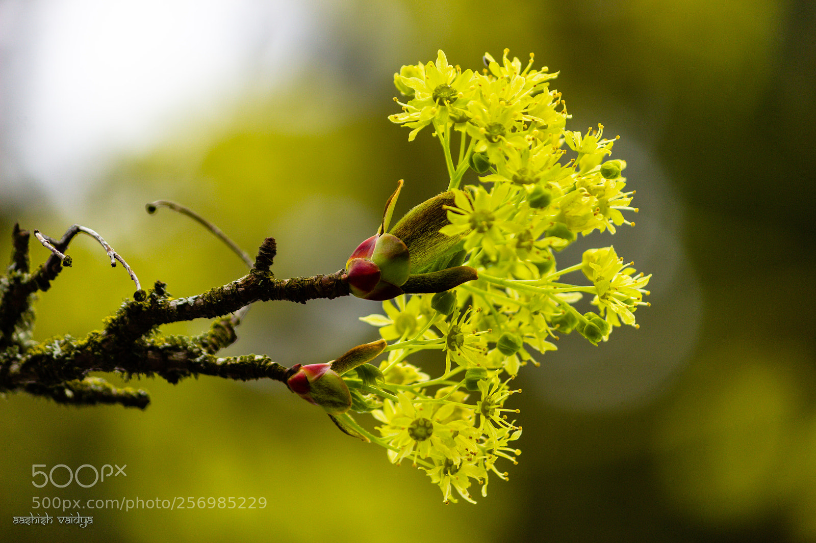 Canon EOS 600D (Rebel EOS T3i / EOS Kiss X5) sample photo. Yellow flowers photography