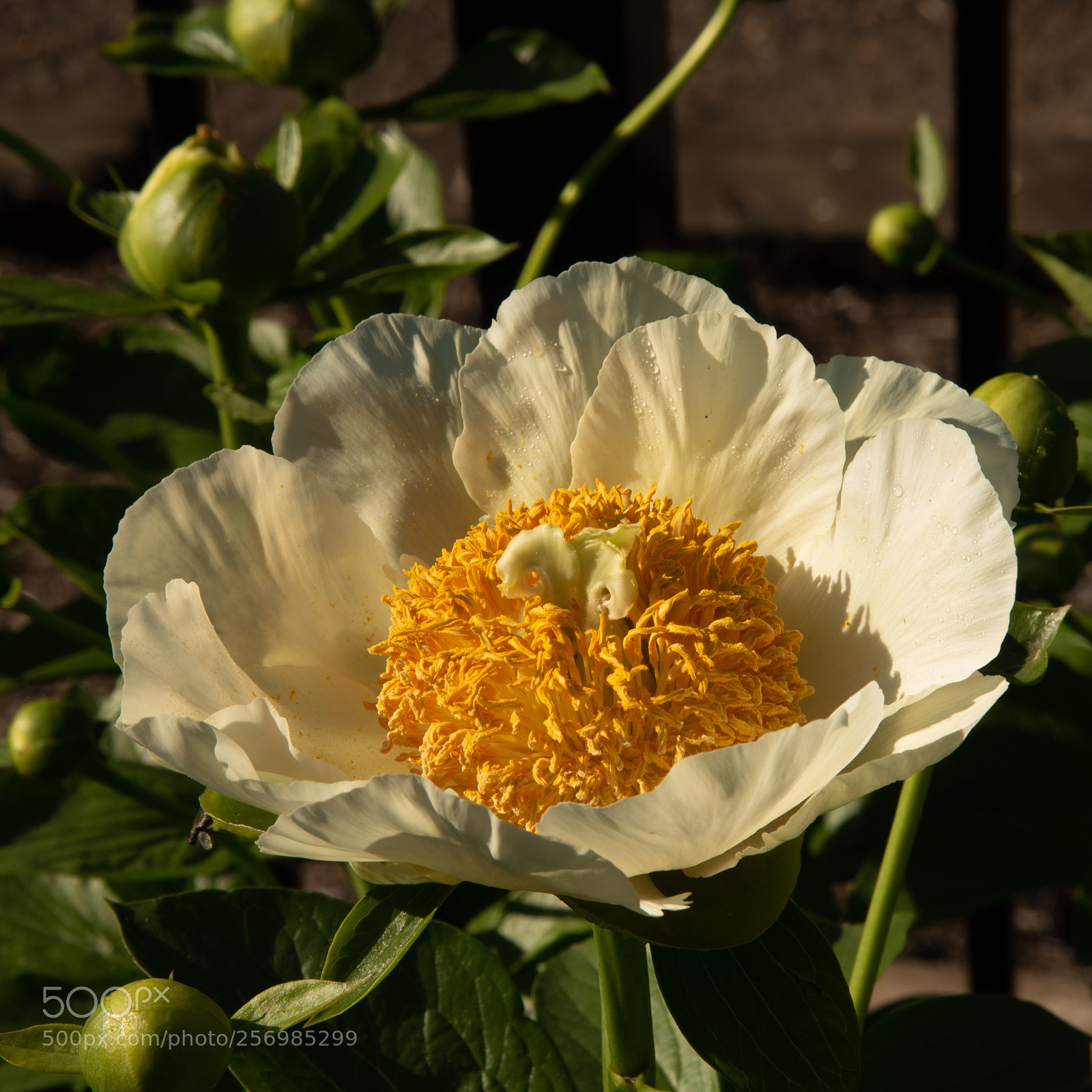 Nikon D750 sample photo. First peony photography