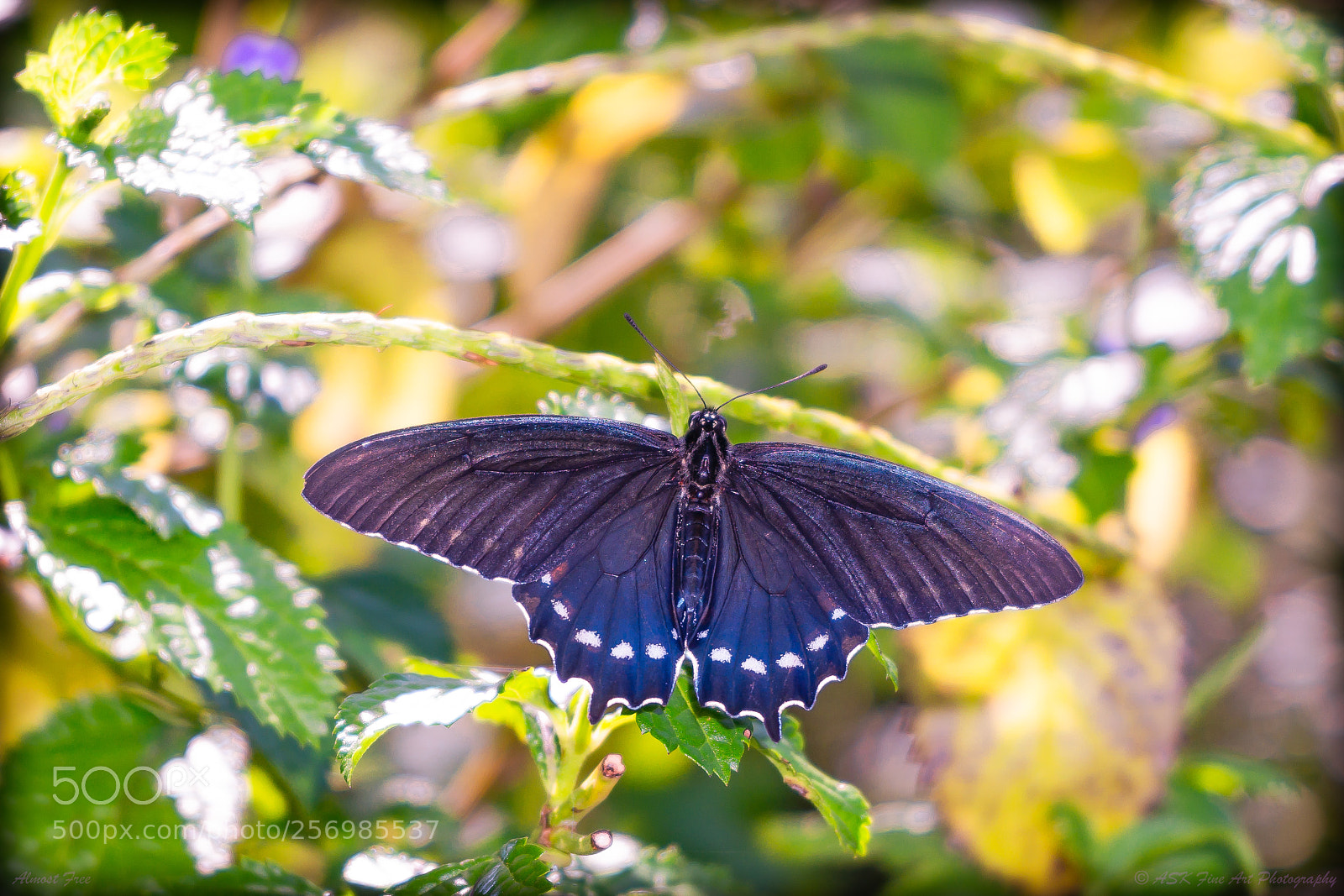 Sony Alpha NEX-6 sample photo. Almost free photography