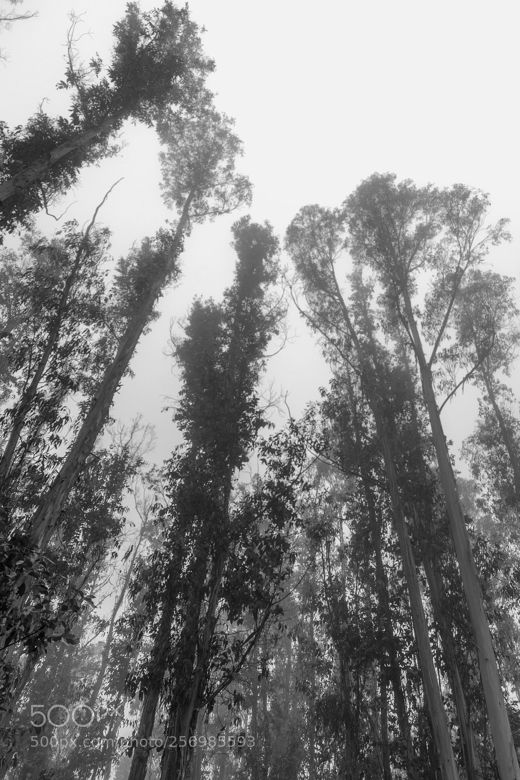 Nikon D7100 sample photo. Arboles en neblina photography