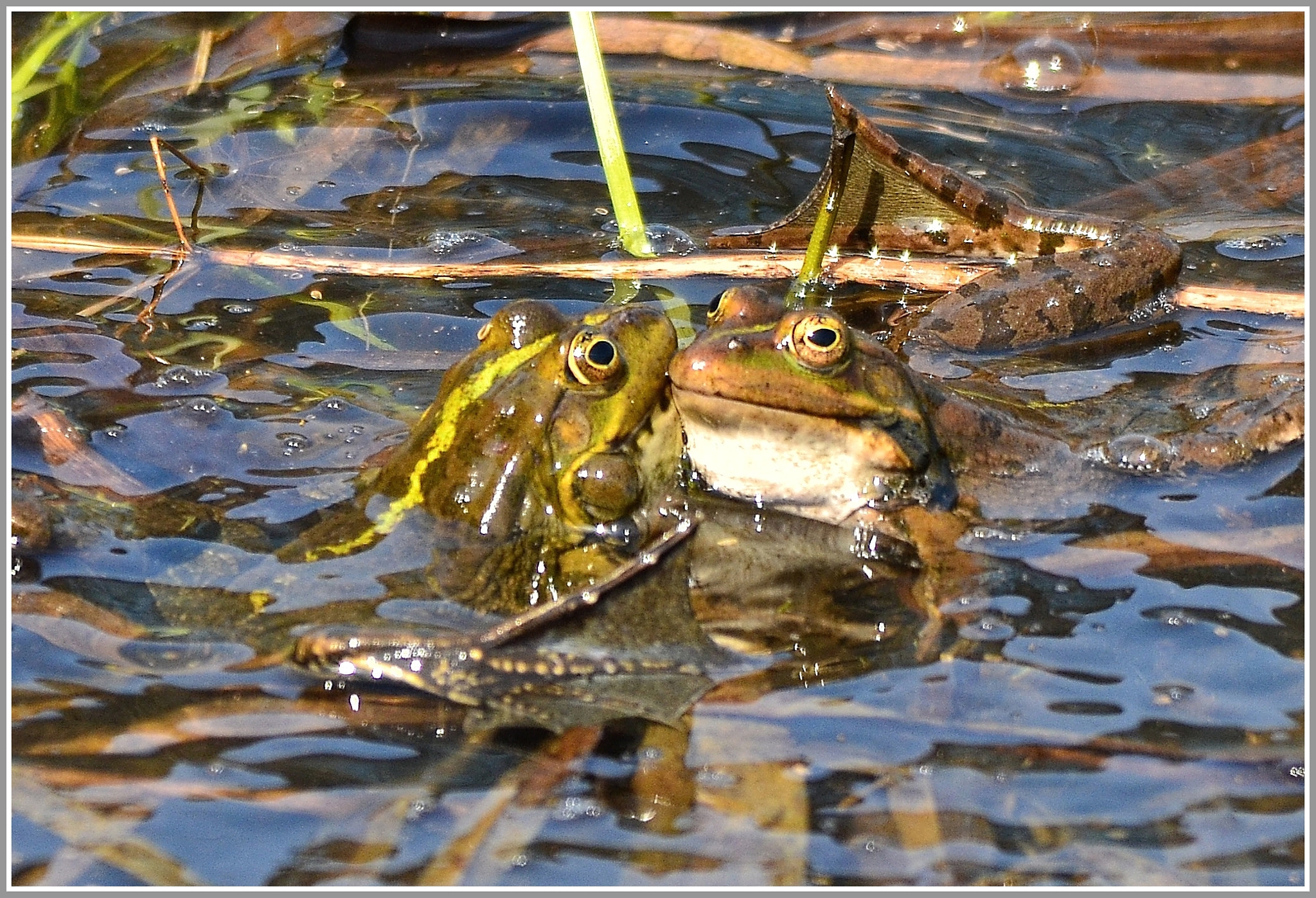 Nikon D7000 + Sigma 150-500mm F5-6.3 DG OS HSM sample photo. ...... Весенние чувства ...... photography