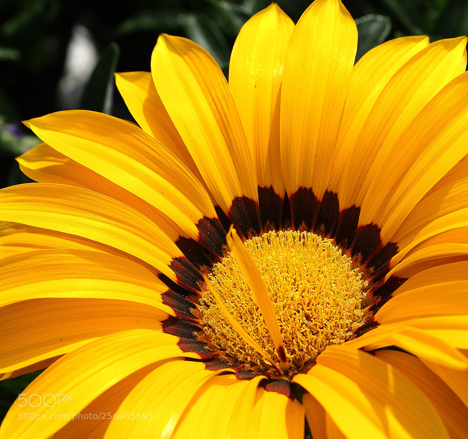 Olympus OM-D E-M1 Mark II sample photo. Untitled photography