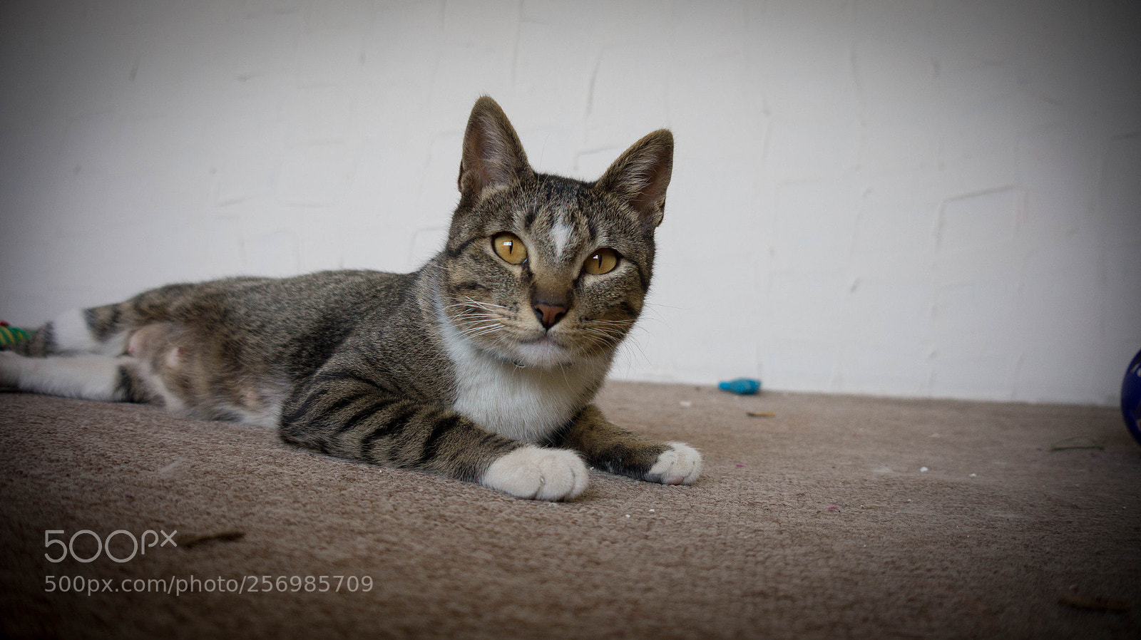 Sony Alpha a3500 sample photo. Nena photography