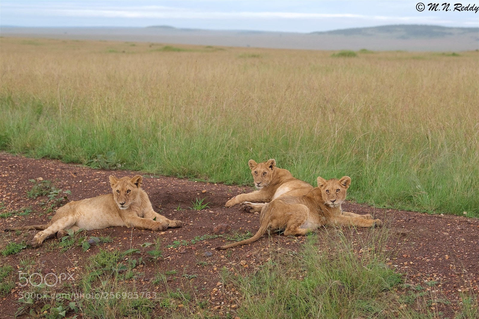 Nikon D750 sample photo. Young adult cubs photography