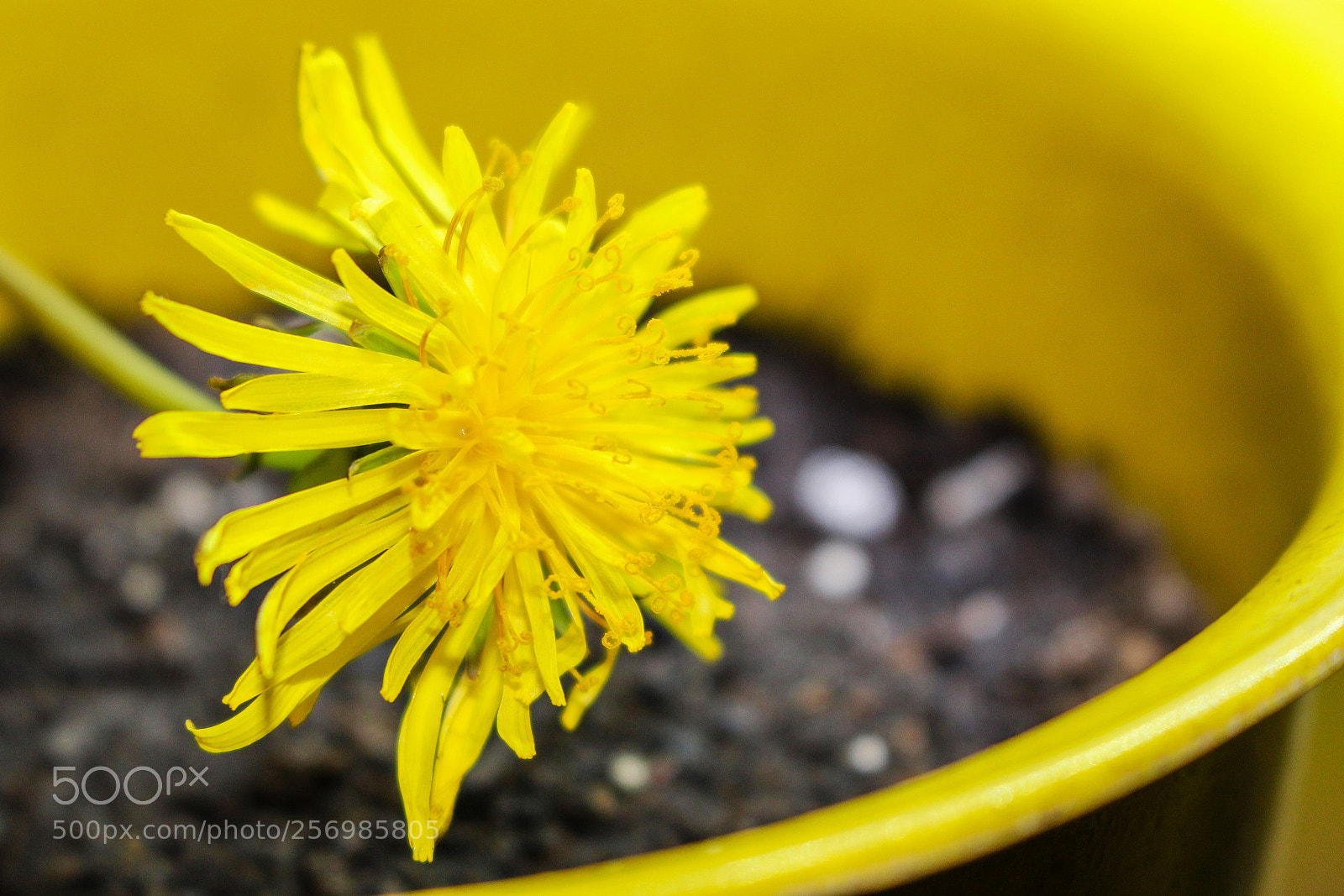 Canon EOS 100D (EOS Rebel SL1 / EOS Kiss X7) sample photo. Dandilion_beauty photography