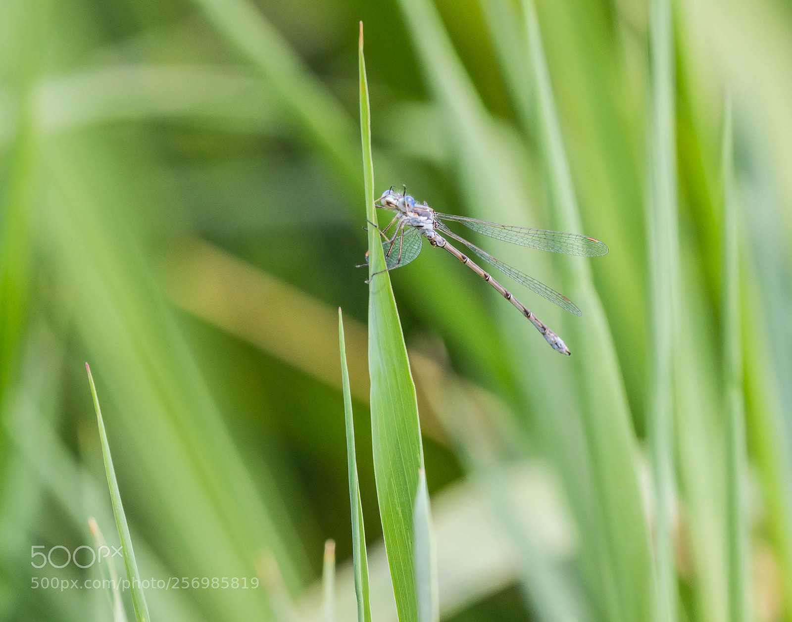 Canon EOS 600D (Rebel EOS T3i / EOS Kiss X5) sample photo. Female damselfly photography