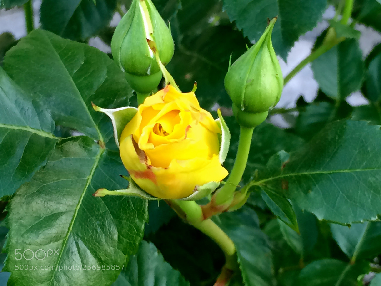 Apple iPhone 5s sample photo. Img photography