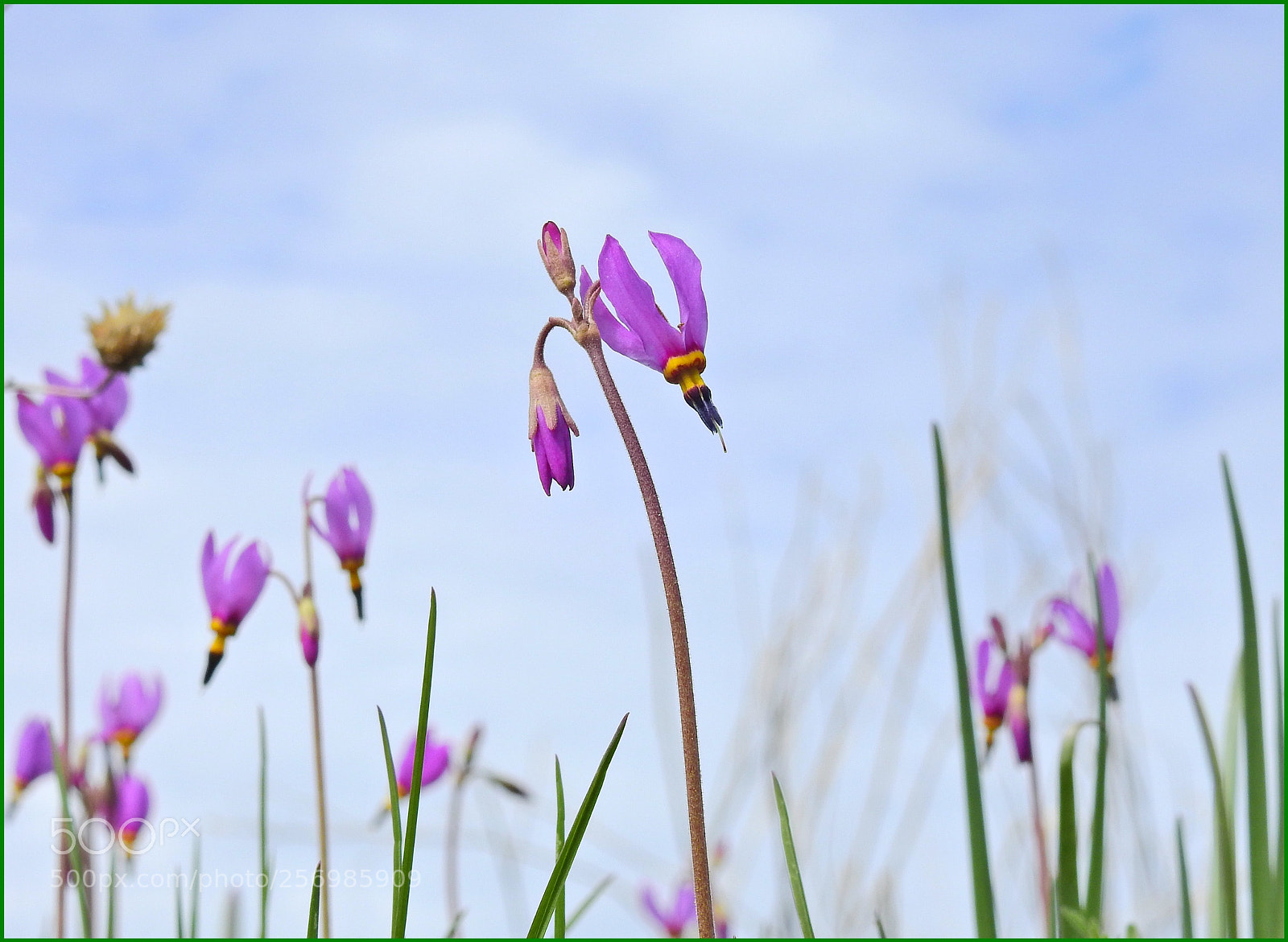 Nikon Coolpix P900 sample photo. Shooting star flower! photography