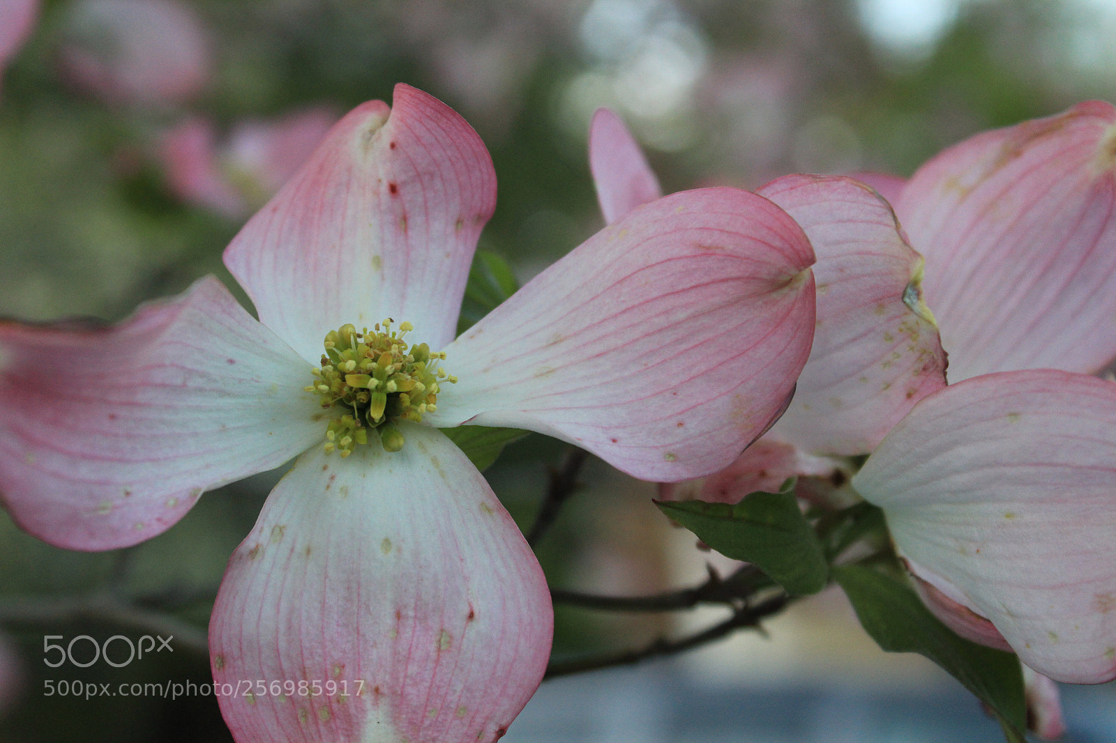 Canon EOS 1200D (EOS Rebel T5 / EOS Kiss X70 / EOS Hi) sample photo. Pink dogwood photography