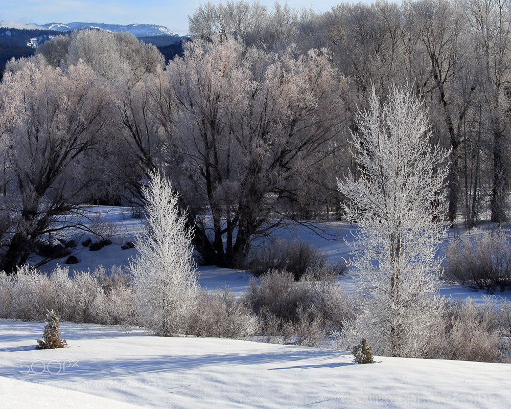 Canon EOS 6D sample photo. Trees and hoarfrost, teton photography