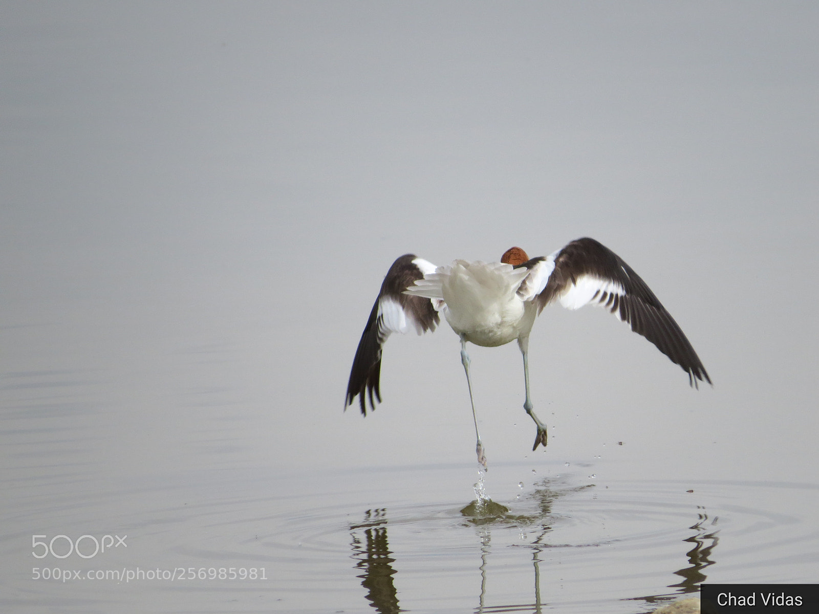 Canon PowerShot SX50 HS sample photo. Avocet takeoff photography