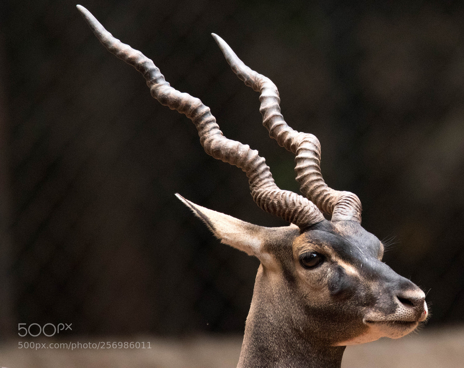 Canon EOS 80D sample photo. Blackbuck photography