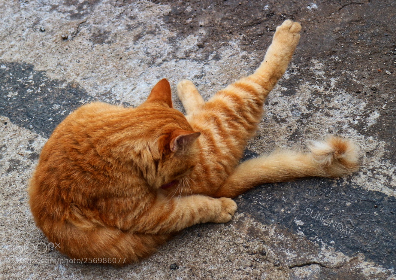 Canon EOS M10 sample photo. Ucing photography