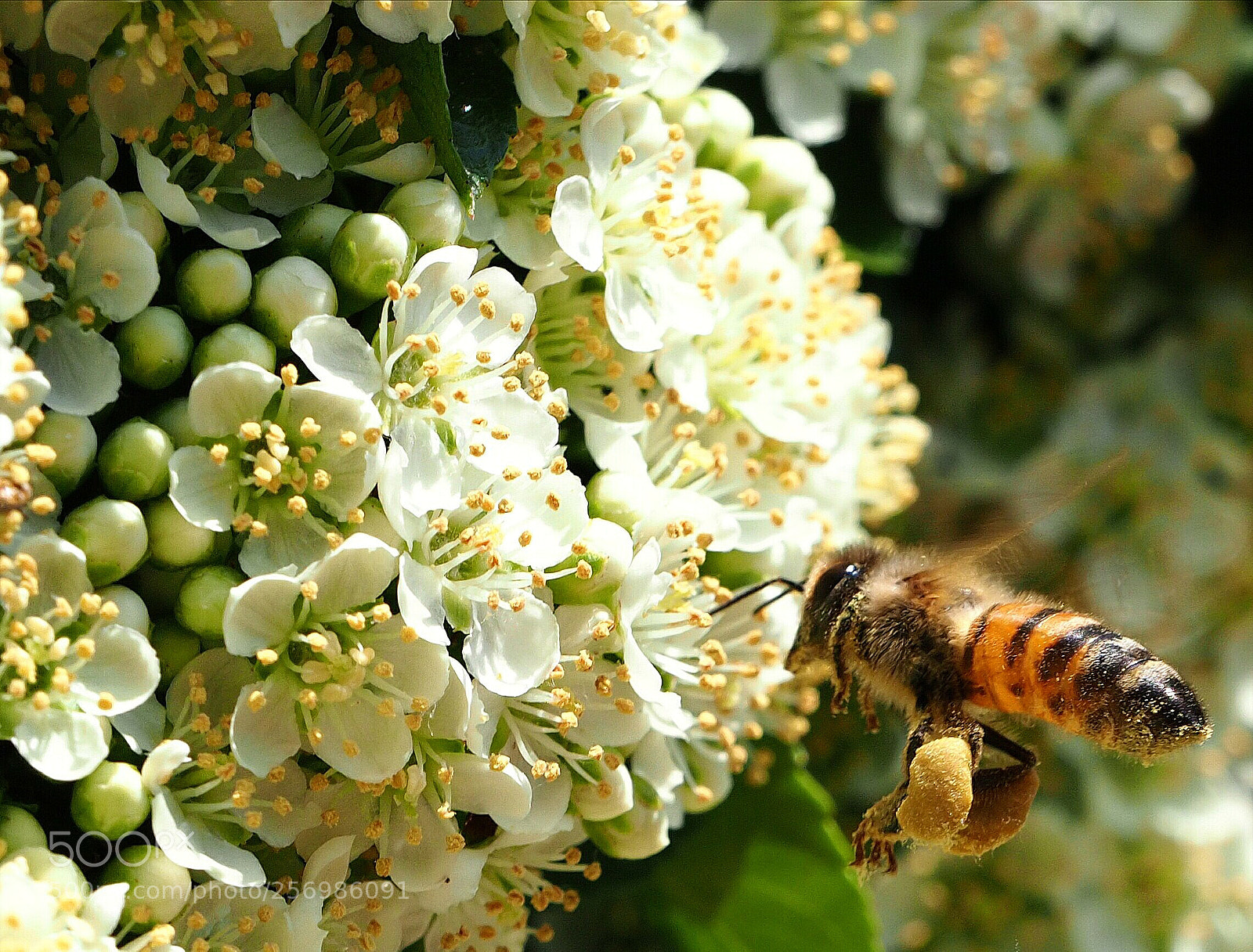 Olympus OM-D E-M1 Mark II sample photo. The bee photography