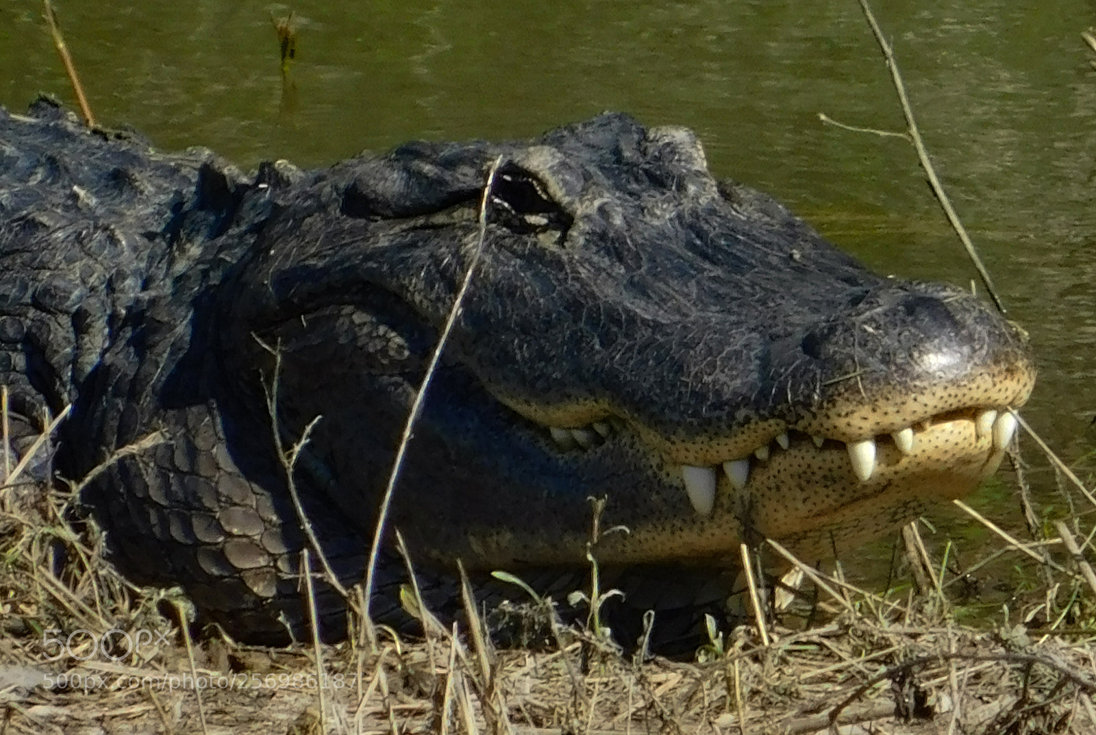 Nikon Coolpix B500 sample photo. American alligator photography